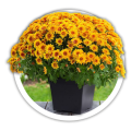 Хризантема  Chrysanthemum 0